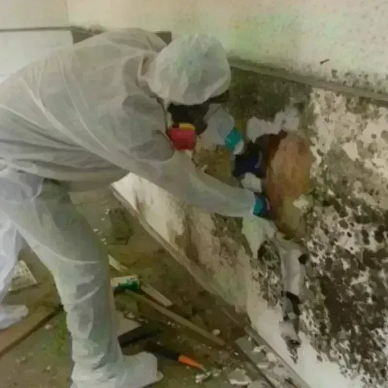 Best Mold Remediation and Removal Service in Hallettsville, TX